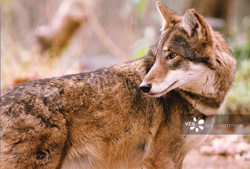 站立且转头的红狼。图片素材