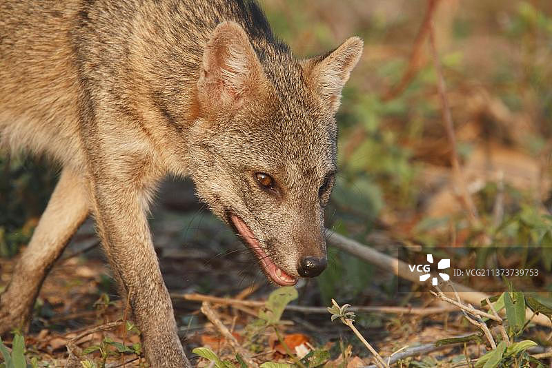 食蟹狐头部特写，巴西马托格罗索湿地图片素材