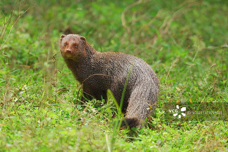 红颊獴（Herpestes smithii）成年个体，站立，斯里兰卡图片素材