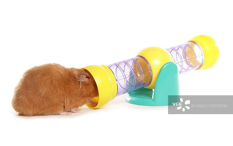 带玩具的金色仓鼠，仓鼠玩具图片素材
