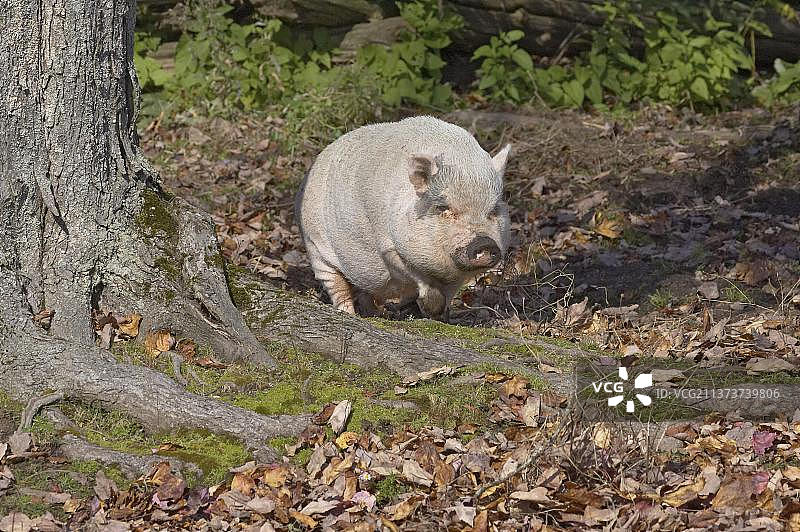 越南大肚猪图片素材