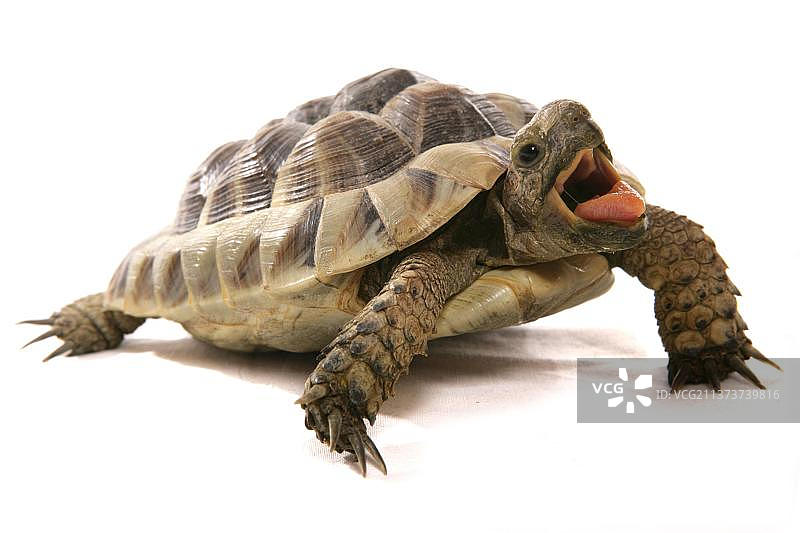 成年赫尔曼陆龟张嘴图片素材