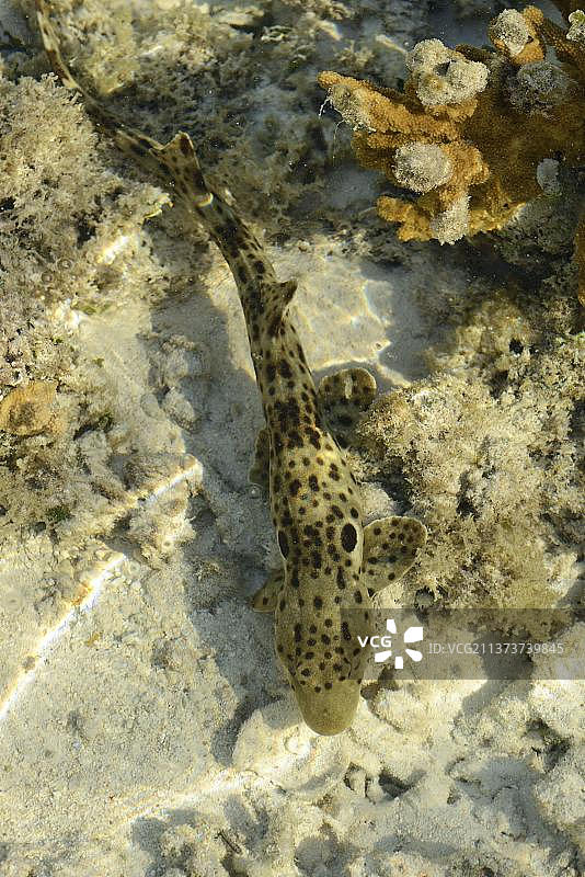 大肩章鲨（Hemiscyllium ocellatum）在澳大利亚昆士兰州浅水中游泳图片素材