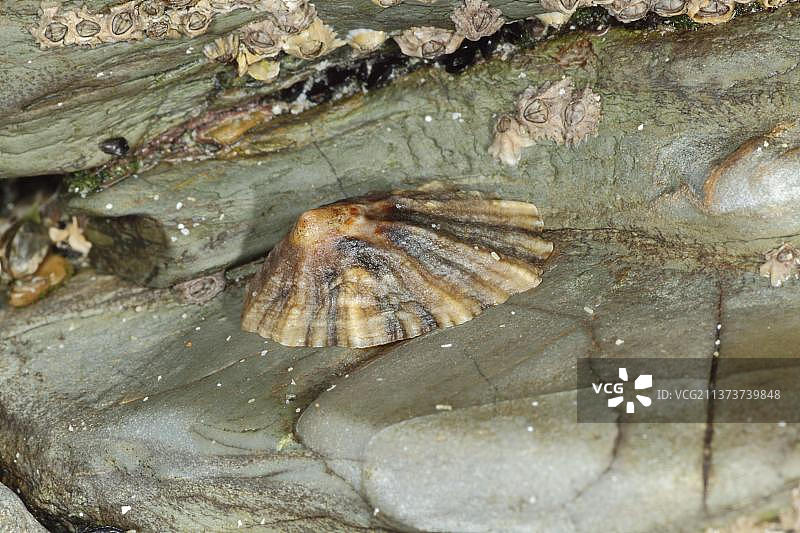 暴露的岩石海岸上的成年黑足帽贝，英国康沃尔郡波尔泽斯图片素材