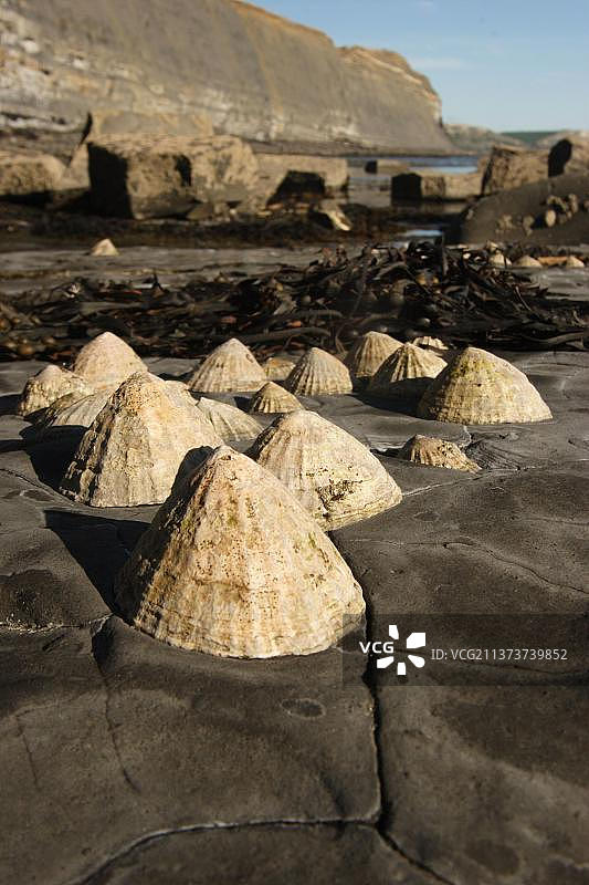 普通帽贝：退潮时附着在岩石上图片素材