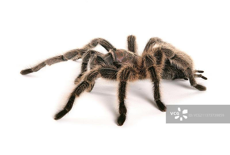 智利玫瑰发狼蛛（Grammostola rosea）成年个体图片素材