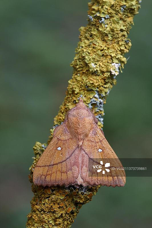 李树枯叶蛾：栖息在覆盖着地衣的树枝上的成年雄性，意大利，欧洲图片素材