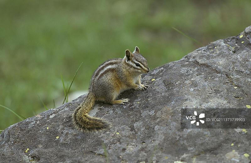黄石国家公园的小花栗鼠图片素材