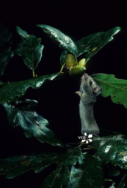 林鼠，田鼠，啮齿动物，哺乳动物，动物，寻找橡子的林鼠（圈养）（S）图片素材