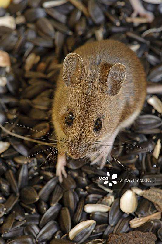 英国林鼠与向日葵籽图片素材