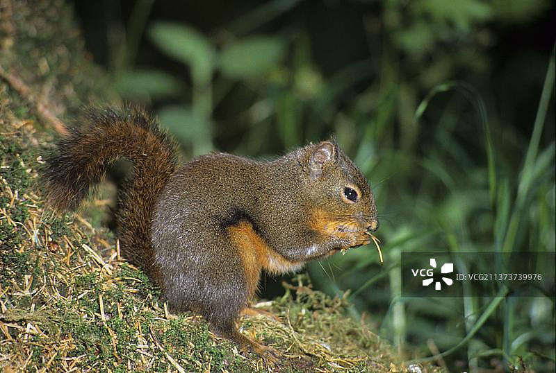 道格拉斯松鼠，啮齿动物，哺乳动物，动物，正在觅食的成年道格拉斯松鼠，北美洲图片素材