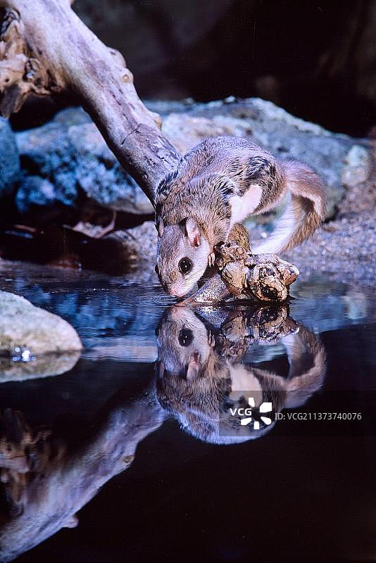 南部飞鼠：成年飞鼠夜间在水池饮水，美国俄亥俄州图片素材