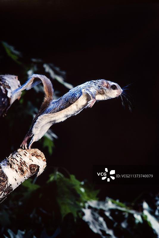 南部飞鼠，夜晚从桦树枝上跳跃，美国俄亥俄州图片素材
