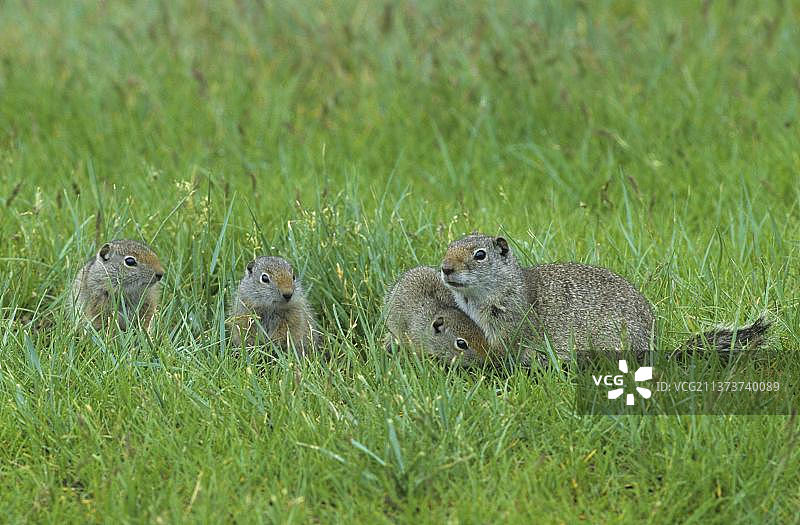 犹他地松鼠与幼崽，美国黄石国家公园图片素材