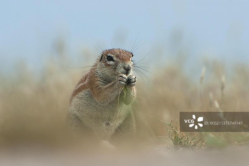 非洲博茨瓦纳卡拉哈里地区的开普地松鼠图片素材