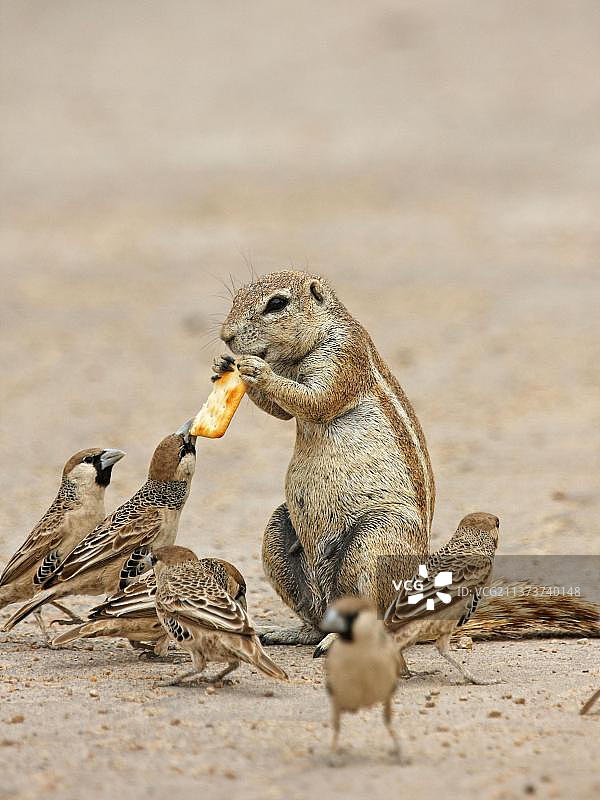 在埃托沙国家公园，成年开普地松鼠和群居织巢鸟一起从游客那里获取饼干图片素材