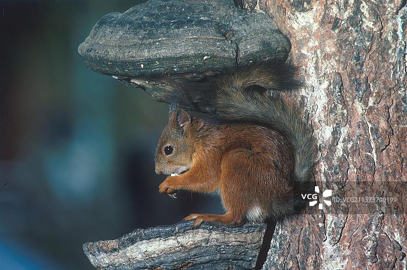 欧亚红松鼠：栖息于树木之间的特写图片素材