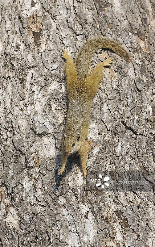 非洲南部的树松鼠（Paraxerus cepapi）成年，在树干上，打呵欠和伸展，克鲁格国家公园，Mpumalanga，南非，非洲图片素材