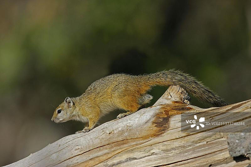 非洲博茨瓦纳：站在倒树上的史密斯丛林松鼠图片素材