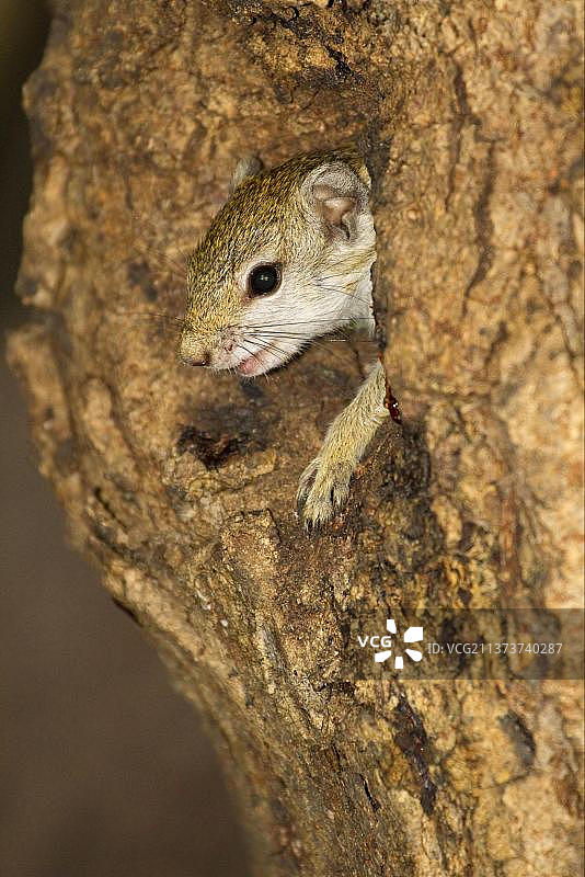 非洲博茨瓦纳奥卡万戈三角洲的南非灌木松鼠图片素材