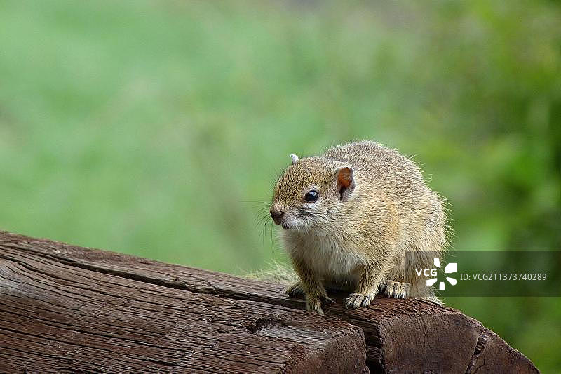 非洲博茨瓦纳奥卡万戈三角洲的史密斯丛林松鼠图片素材