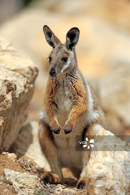 黄脚岩袋鼠，澳大利亚，大洋洲图片素材