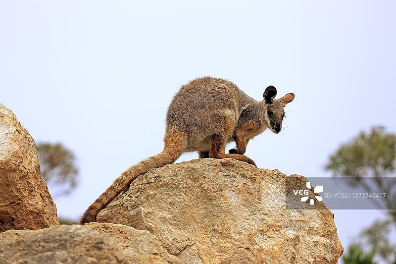 黄脚岩袋鼠，澳大利亚，大洋洲图片素材
