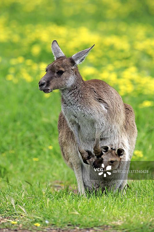 袋鼠岛上的袋鼠，雌性袋鼠与幼崽，袋鼠岛灰袋鼠，澳大利亚，大洋洲图片素材