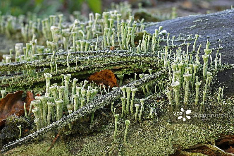 喇叭衣图片素材