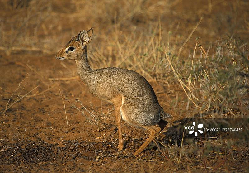 领地标记的迪克迪克图片素材