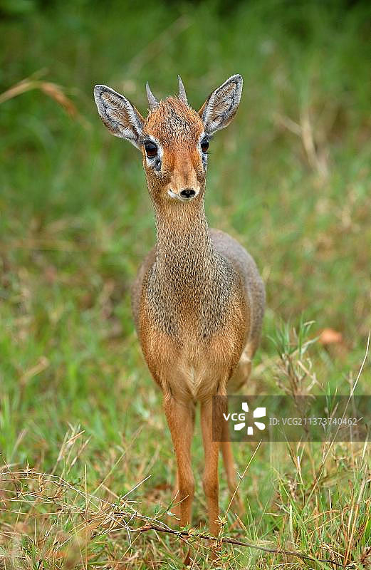 柯氏小羚羊（Madoqua kirkii）成年个体，站立，马赛马拉，肯尼亚，非洲图片素材