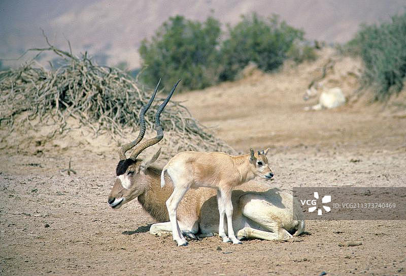 以色列亚洲捻角羚成年和幼崽图片素材
