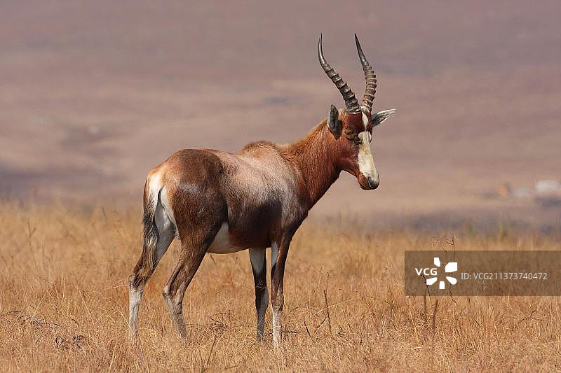 高地草原上的白面狷羚图片素材