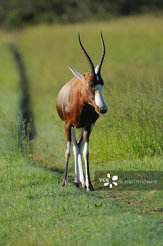 非洲南非东开普省，站在磨损的轨道上的成年白面狷羚图片素材