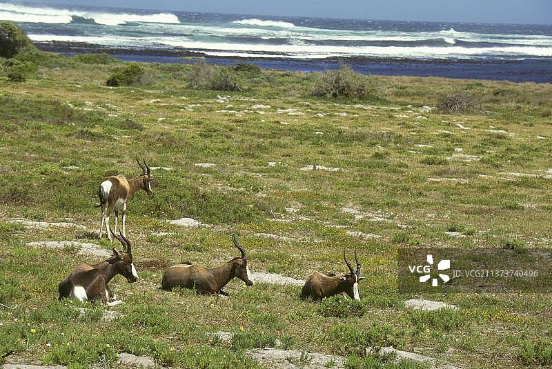 南非好望角休息的邦特羚羊小群图片素材