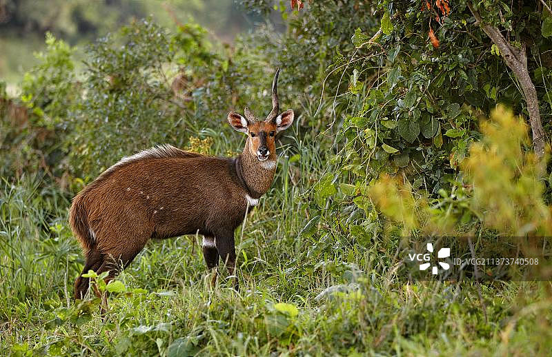 南方林羚，成年雄性，断角，南非图片素材