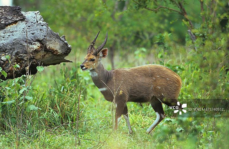 薮羚，非洲薮羚，克鲁格国家公园的雄性非洲薮羚图片素材