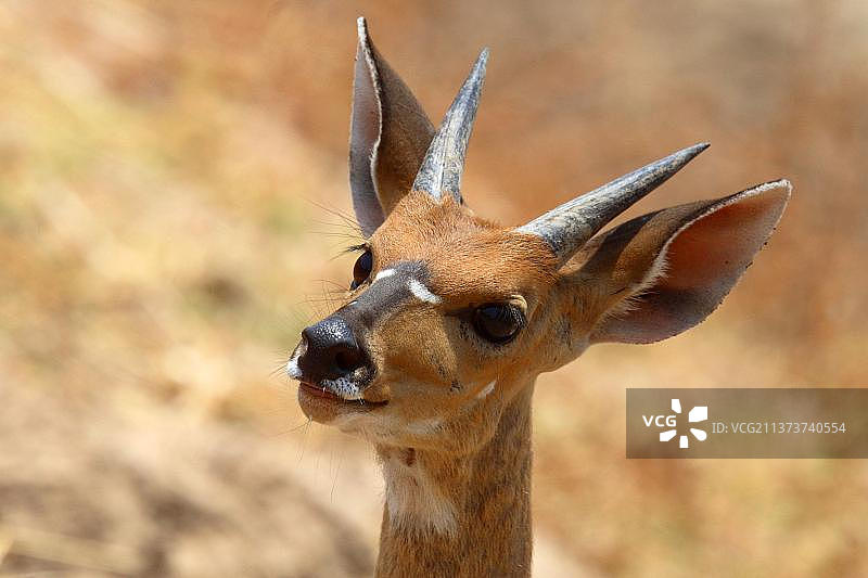 非洲小羚羊特写，赞比亚南卢安瓜国家公园图片素材