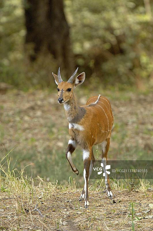 南卢安瓜国家公园的薮羚成年雄性图片素材