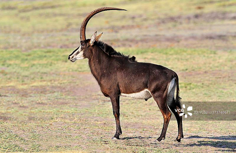 成年雄性黑貂羚羊，站立于博茨瓦纳乔贝国家公园的空地上图片素材