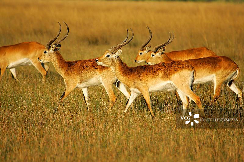 博茨瓦纳奥卡万戈三角洲行走的红麂羚群图片素材