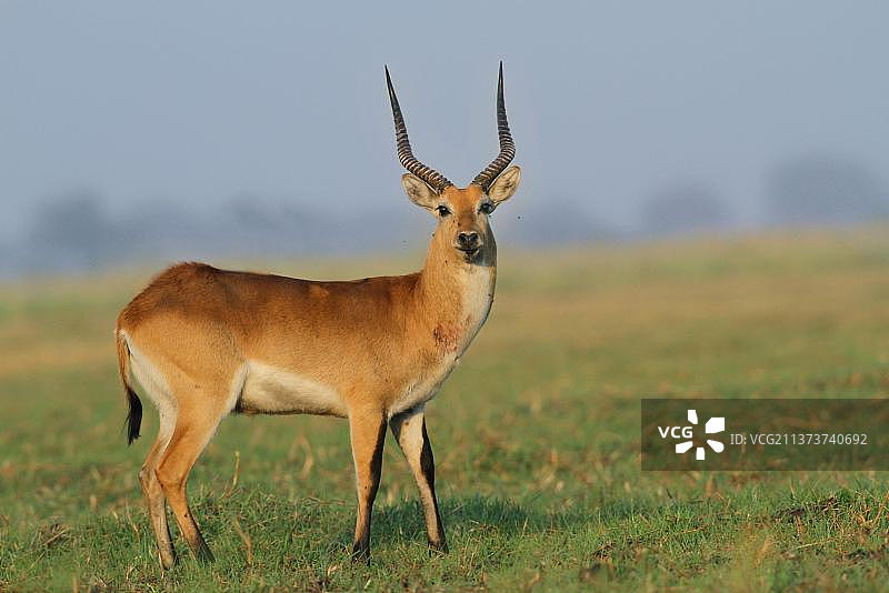 红苇羚（Kobus leche leche）：颈部有伤口的成年雄性红苇羚站立图片素材