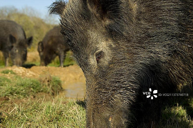 欧亚野猪幼崽图片素材