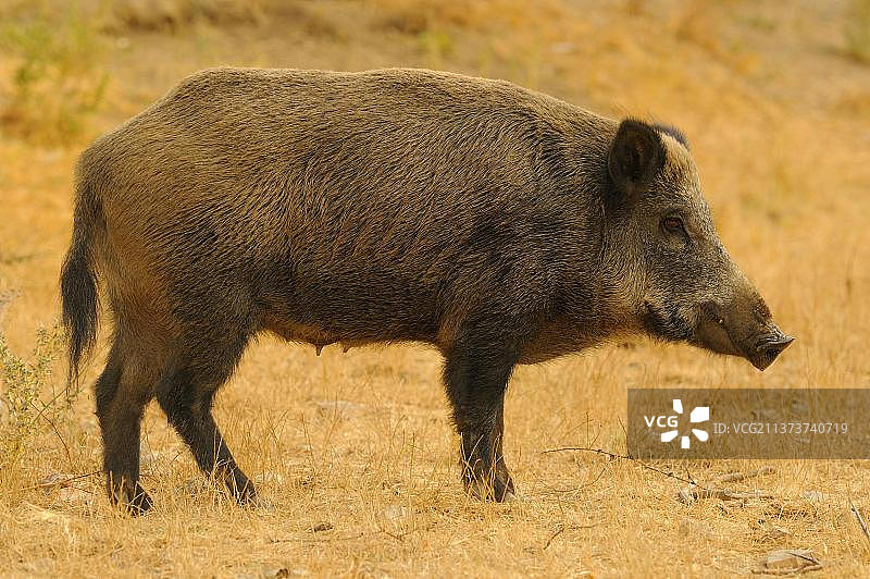 野猪（Sus scrofa），猪，偶蹄类动物，哺乳动物，欧亚野猪，站立，意大利，欧洲图片素材