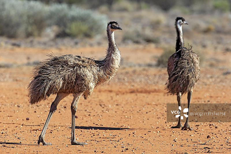 鸸鹋（Dromaius novaehollandiae），成年对，澳大利亚新南威尔士州斯图尔特国家公园，大洋洲图片素材