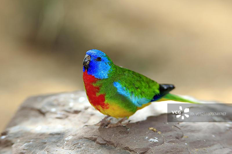 红胸鹦鹉，成年，澳大利亚，大洋洲图片素材