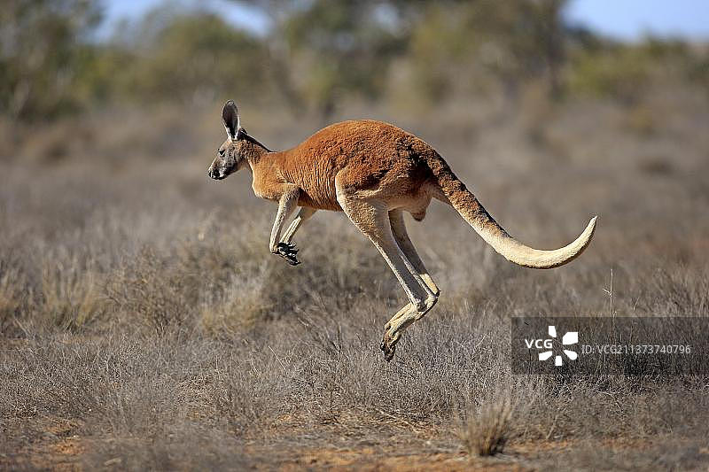 红袋鼠，成年雄性跳跃，澳大利亚新南威尔士州斯特特国家公园图片素材