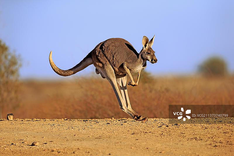 红袋鼠，成年袋鼠跳跃，位于新南威尔士州斯特特国家公园图片素材