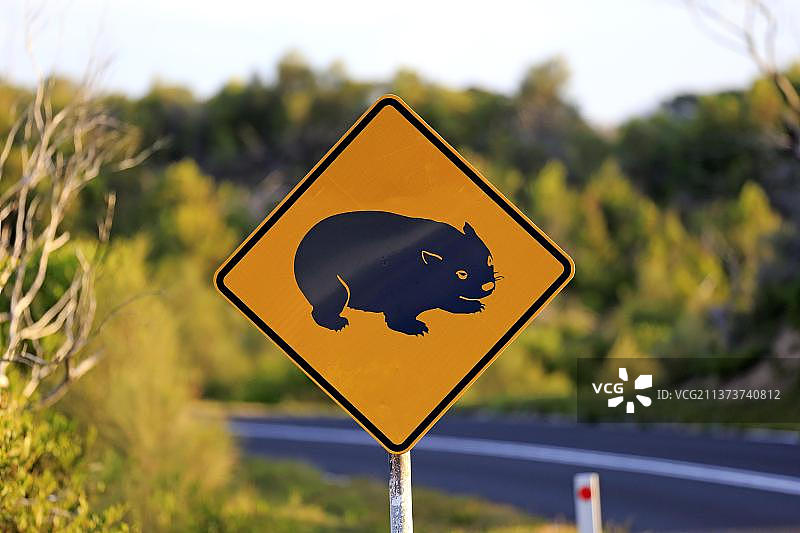 交通标志：注意动物保护，澳大利亚维多利亚州袋熊出没图片素材