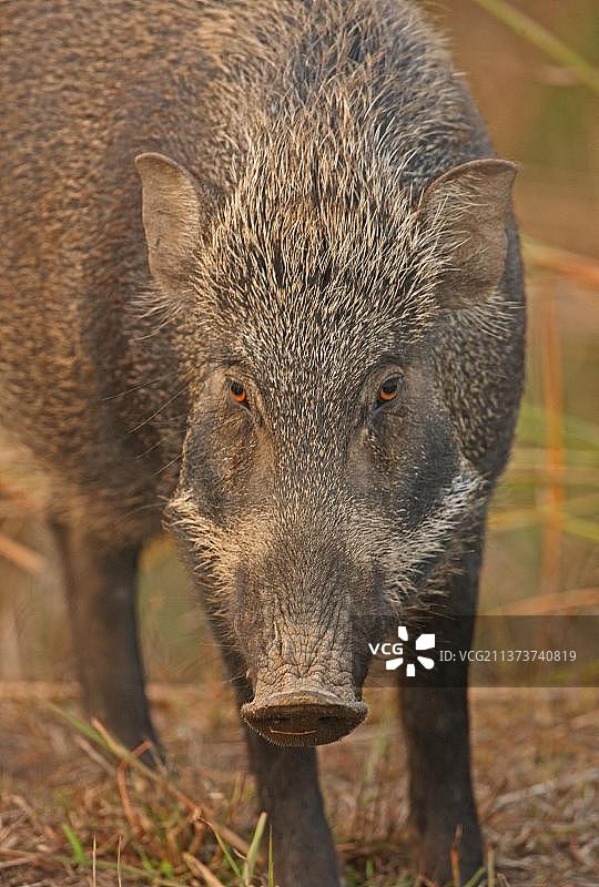 印度野猪头部特写图片素材